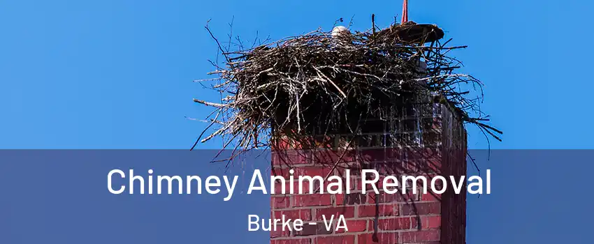  Chimney Animal Removal Burke - VA