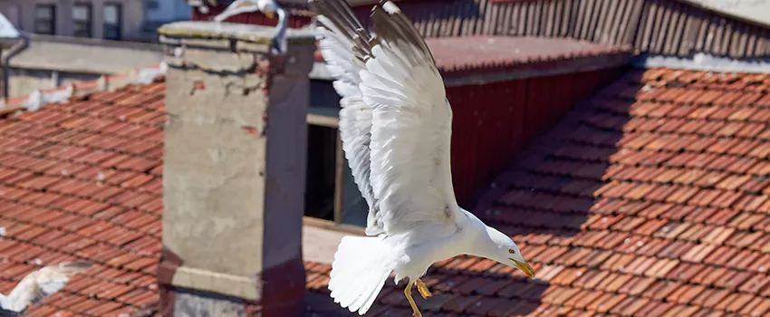 Residential Chimney Animal Removal Solution in Burke, VA