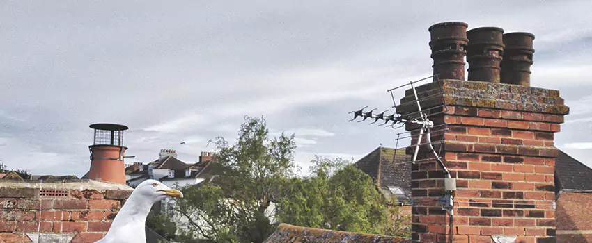 Chimney Cleaning And Restoration in Burke, Virginia